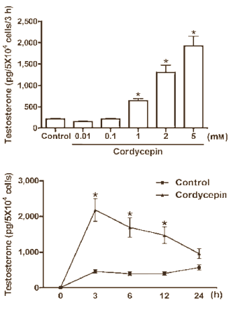 Extracten van de schimmel Cordyceps sinensis verhogen in reageerbuizen de testosteronspiegel en verbeteren het uithoudingsvermogen van 50-plussers. Het ziet er naar uit dat onderzoekers van Hung Kuang University in Taiwan hebben achterhaald welke actieve stof in Cordyceps in ieder geval de verhoging van testosteron veroorzaakt: cordycepin.