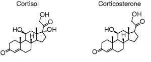 Dierstudie: combinatie Melissa officinalis en Passiflora caerulea remt cortisol bij stress