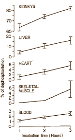 Wat is creatinol-O-phosphate?