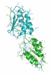Corticotropin-releasing factor