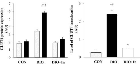 Diosgenine, het plantaardige anabool in Smilax en Yam