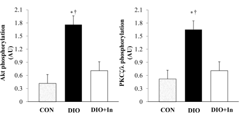 Diosgenine, het plantaardige anabool in Smilax en Yam