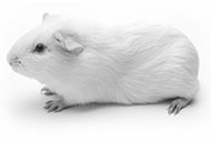 Oleuropein, rutin en curcumin versus artrose