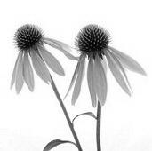 Echinacea