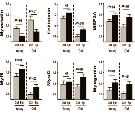 Cacaoflavonoid (-)-epicatechin remt myostatin en zorgt voor meer spierkracht