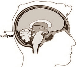 De optimale dosering melatonine: 0.3 mg