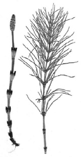 Equisetum arvense