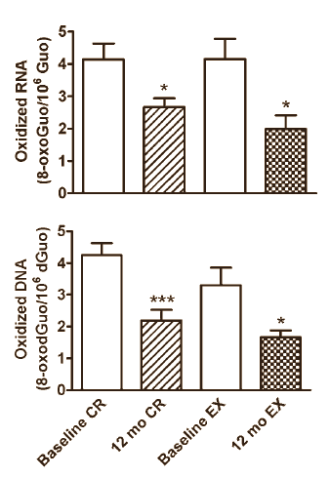 Bewegen vertraagt veroudering evenveel als calorische restrictie
