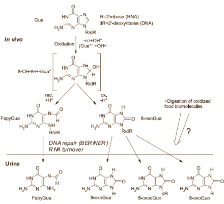 Bewegen vertraagt veroudering evenveel als calorische restrictie