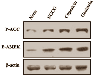 Genisteine, capsaicin en EGCG remmen vetcel via AMPK