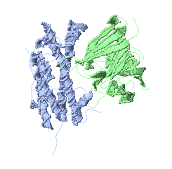 Groeihormoonpil werkt