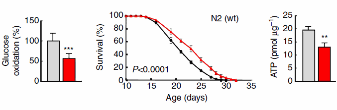 Drogisterijen en supplementenwinkels verkopen al zo'n twintig jaar glucosamine, een versuikerd aminozuur dat volgens kleine studies gewrichten beschermt (en volgens grotere, veelal door de farmacie bekostigde studies helemaal niks doet). Datzelfde glucosamine verlengt volgens Zwitserse en Duitse moleculaire biologen de levensduur. Glucosamine imiteert het effect van een koolhydraatarm dieet.