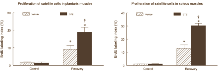 Groene thee remt afbraak van snelle spiervezels tijdens langdurige inactiviteit