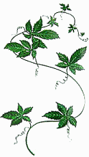 Gynostemma pentaphyllum