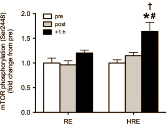 We zien nog niet in hoe krachtsporters het principe zouden kunnen toepassen waarover Japanse bewegingswetenschappers hebben geschreven in the Journal of Physiological Sciences. De apparatuur die de Japanners gebruikten om na krachttraining anabole processen in spieren te versterken is nog niet op de markt. Niet op de markt waar het klootjesvolk z'n boodschappen doet, tenminste. Of zou je ook infraroodlampen kunnen gebruiken?