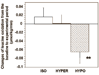Gehydrateerd lichaam verbrandt meer vet, minder eiwit