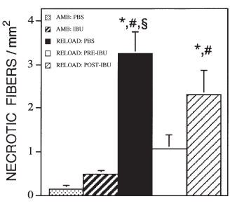 Ibuprofen laat immuuncellen spierweefsel opbouwen