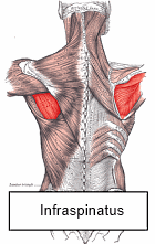Schouders trainen met elastische band net zo effectief als met gewichten