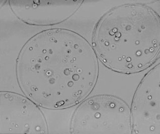 In het lab: doping met hormoonproducerende cellen