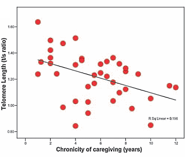 Telomeerstudie: stress verkort het leven op moleculair niveau