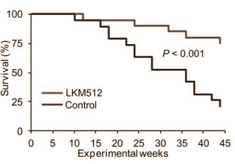 Probiotische bacterie LKM512 verlengt levensduur in dierstudie