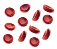 Red Blood Cell Width Distribution: nog een manier waarop krachttraining de levensduur verlengt