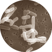 Suppletie met de - commercieel leverbare - goedaardige bacterie Lactobacillus reuteri ATCC 6475 verhoogt de aanmaak van testosteron en de productie van zaadcellen. Dat maken medische wetenschapers van het Massachusetts Institute of Technology (MIT) in Cambridge op uit experimenten met muizen. Bovendien maakt toediening van het probioticum muizen slanker.