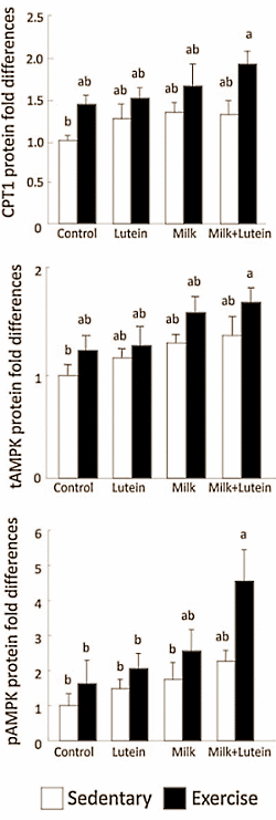 Luteïne versnelt verandering van luiaard in atleet