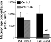 Fysiologen van de University of California doen fundamenteel onderzoek naar een nieuwe manier om meer spiermassa op te bouwen. Niet door spieren te voorzien van meer aminozuren of meer groeifactoren, niet door slimmere trainingsregimes - maar door het immuunsysteem spierweefsel te laten opbouwen. In 2007 toonden de onderzoekers aan dat immuuncellen die wetenschappers macrofagen noemen spiercellen bij zware belasting laten groeien.