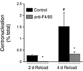 Fysiologen van de University of California doen fundamenteel onderzoek naar een nieuwe manier om meer spiermassa op te bouwen. Niet door spieren te voorzien van meer aminozuren of meer groeifactoren, niet door slimmere trainingsregimes - maar door het immuunsysteem spierweefsel te laten opbouwen. In 2007 toonden de onderzoekers aan dat immuuncellen die wetenschappers macrofagen noemen spiercellen bij zware belasting laten groeien.