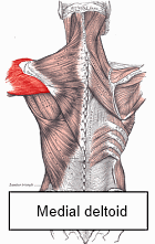 Schouders trainen met elastische band net zo effectief als met gewichten