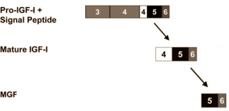 Mechano Growth Factor op zwarte markt is echt