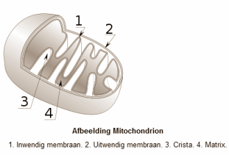 Melkzuur houdt je fit, gezond en jong