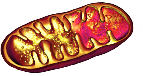 Meer stamina en mitochondria door mitochondrial nutrients