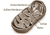 Mitochondrium