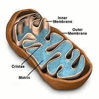 De ongekende mogelijkheden van de Horny Goat Weed-leucine-cocktail