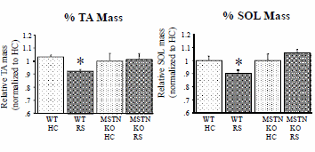 Minder stress? Minder myostatin