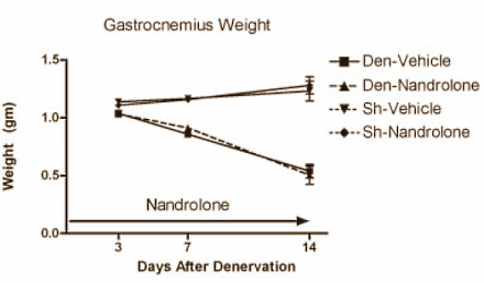 Als de zenuwbanen naar een spier zijn doorgesneden, en die spier dus niets meer kan doen, dan breken de spiercellen zichzelf af. De spier atrofieert. Toediening van het anabole steroid nandrolon kan dat niet voorkomen, ontdekten onderzoekers van het Peters VA Medical Center in New York. Wel zorgt nandrolon ervoor dat het tempo van de atrofie vermindert.