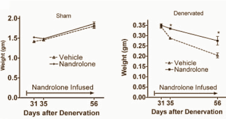Als de zenuwbanen naar een spier zijn doorgesneden, en die spier dus niets meer kan doen, dan breken de spiercellen zichzelf af. De spier atrofieert. Toediening van het anabole steroid nandrolon kan dat niet voorkomen, ontdekten onderzoekers van het Peters VA Medical Center in New York. Wel zorgt nandrolon ervoor dat het tempo van de atrofie vermindert.