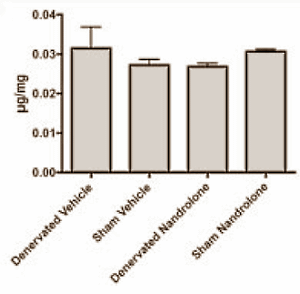 Als de zenuwbanen naar een spier zijn doorgesneden, en die spier dus niets meer kan doen, dan breken de spiercellen zichzelf af. De spier atrofieert. Toediening van het anabole steroid nandrolon kan dat niet voorkomen, ontdekten onderzoekers van het Peters VA Medical Center in New York. Wel zorgt nandrolon ervoor dat het tempo van de atrofie vermindert.