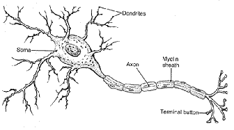 Lichaamsbeweging laat hersencellen groeien