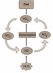 Rode bietensap - in de sportvoeding ondertussen beter bekend als Beetroot Juice - werkt ook op een hoogte van 2.5 km. Dat schrijven sportwetenschappers van Kingston University in Engeland binnenkort in Medicine & Science in Sports & Exercise.