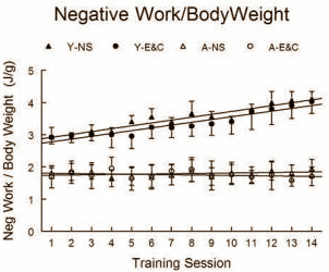 Dierstudie: vitamine C en E goed voor oudere krachtsporter