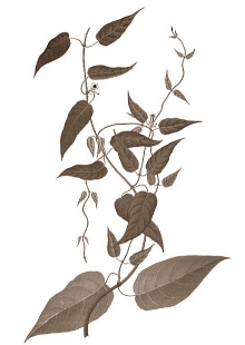 Paederia foetida