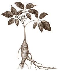 Ginsenoside-Rg1 in Panax ginseng beschermt spieren van sporters