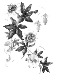 Dierstudie: combinatie Melissa officinalis en Passiflora caerulea remt cortisol bij stress