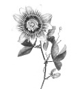 Passiflora incarnata