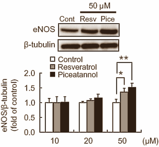 De literatuur over de prestatieverbeterende werking van NO-boosters is verwarrend. In de ene studie verbetert suppletie met aminozuren als L-arginine, L-ornithine of L-citrulline sportieve prestaties, in de andere niet. Japanse onderzoekers van de snoepfabrikant Morinaga and Company publiceerden een reageerbuisonderzoek waaruit je kunt opmaken dat voedingsfactoren waarschijnlijk meebepalen hoe je op NO-boosters reageert. Ze werken misschien beter als je via je voeding ook stoffen als piceatannol binnenkrijgt.
