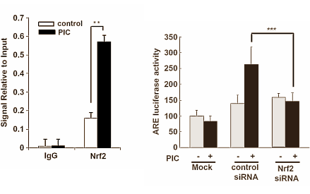Als je deze webstek een beetje volgt, dan zal het je niet zijn ontgaan dat wij de resveratrolmetaboliet piceatannol ineens bar interessant zijn gaan vinden. Als je de reageerbuisstudies mag geloven, dan kan piceatannol de groei van vetweefsel afremmen en die van spierweefsel stimuleren, en bovendien de aanmaak van EPO verhogen. En volgens een in vitro-studie van onderzoekers van Seoul National University in Korea verhoogt piceatannol ook nog eens de aanmaak van heme oxygenase-1 [HO-1], een enzym dat de spieren van sporters beschermt tegen spierafbraak en spierpijn.