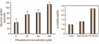 Suppletie met piceatannol, een metaboliet van het overbekende resveratrol, vermindert misschien de vetmassa en laat de spiermassa groeien. Die speculatie baseren we op Aziatische in vitro-studies. Volgens die studies remt picetannol de opname van glucose door vetcellen, maar stimuleert het de opname door spiercellen.